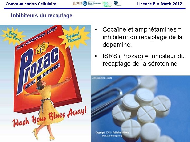 Communication Cellulaire Licence Bio-Math 2012 Inhibiteurs du recaptage • Cocaïne et amphétamines = inhibiteur