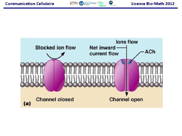 Communication Cellulaire Licence Bio-Math 2012 