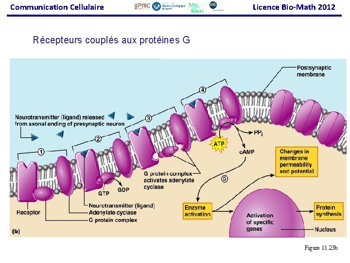 Communication Cellulaire Licence Bio-Math 2012 Récepteurs couplés aux protéines G Figure 11. 23 b