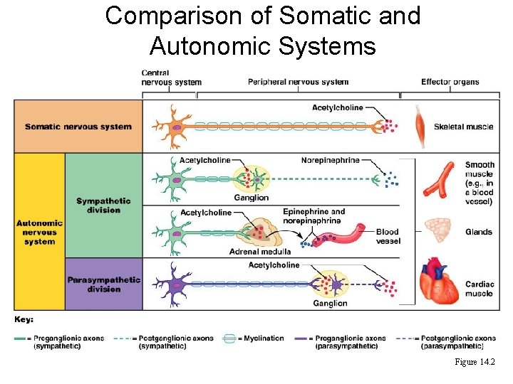 Comparison of Somatic and Autonomic Systems Figure 14. 2 