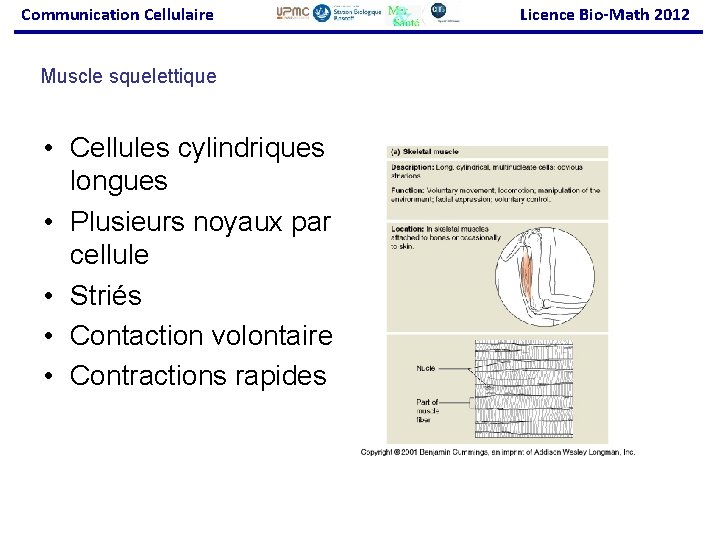 Communication Cellulaire Muscle squelettique • Cellules cylindriques longues • Plusieurs noyaux par cellule •