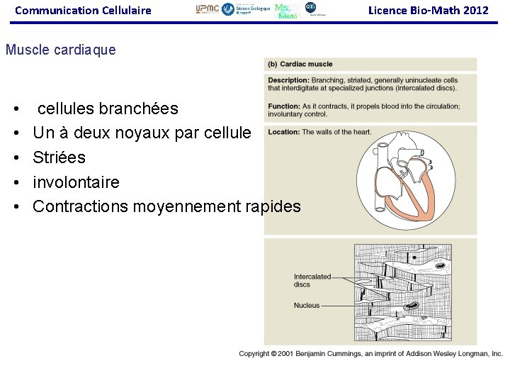 Communication Cellulaire Muscle cardiaque • • • cellules branchées Un à deux noyaux par