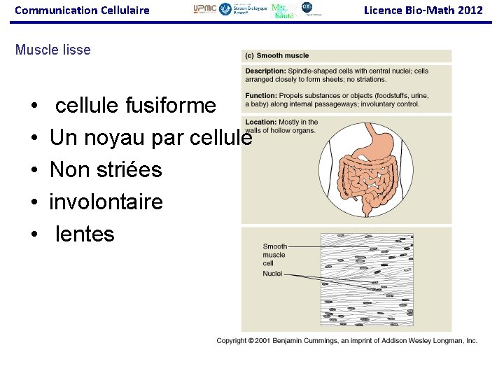 Communication Cellulaire Muscle lisse • • • cellule fusiforme Un noyau par cellule Non