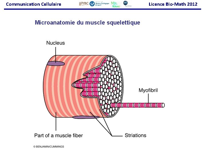 Communication Cellulaire Microanatomie du muscle squelettique Licence Bio-Math 2012 