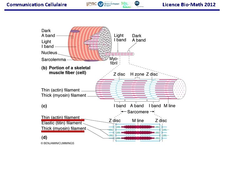 Communication Cellulaire Licence Bio-Math 2012 