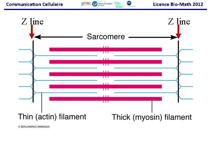 Communication Cellulaire Z line Licence Bio-Math 2012 Z line 