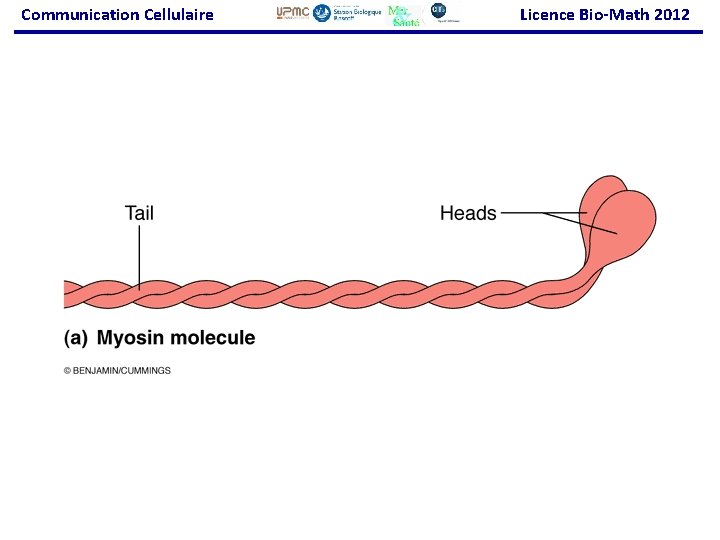 Communication Cellulaire Licence Bio-Math 2012 