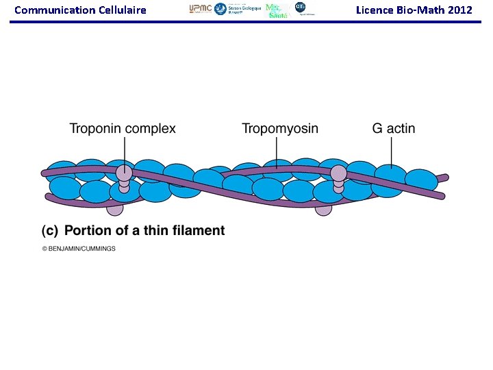 Communication Cellulaire Licence Bio-Math 2012 