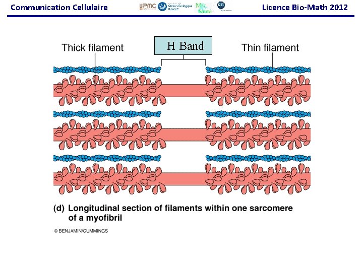 Communication Cellulaire Licence Bio-Math 2012 H Band 