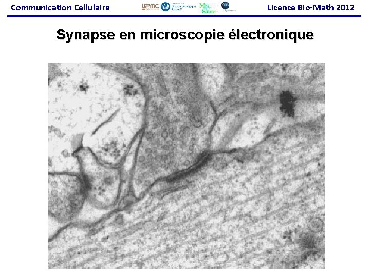 Communication Cellulaire Licence Bio-Math 2012 Synapse en microscopie électronique 