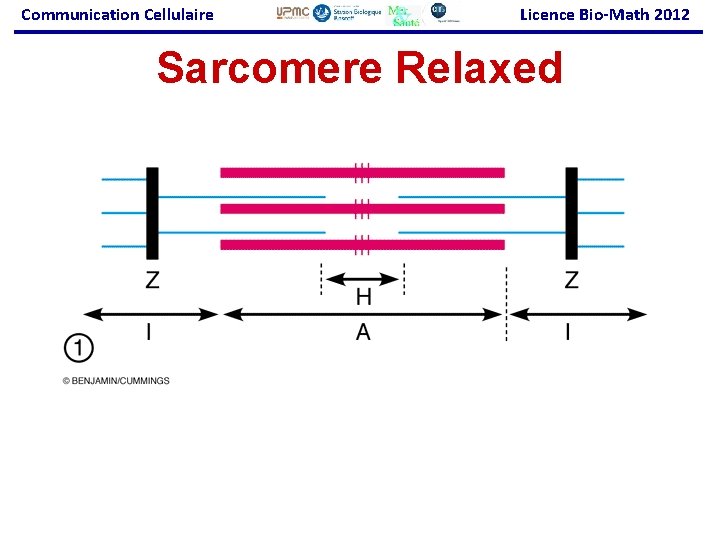 Communication Cellulaire Licence Bio-Math 2012 Sarcomere Relaxed 