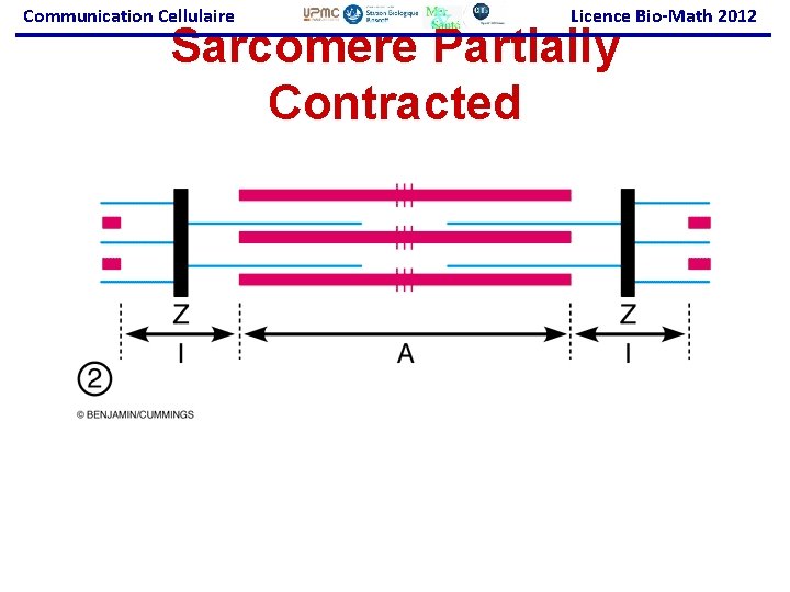 Communication Cellulaire Licence Bio-Math 2012 Sarcomere Partially Contracted 