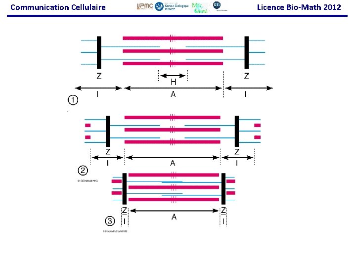 Communication Cellulaire Licence Bio-Math 2012 