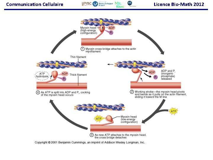 Communication Cellulaire Licence Bio-Math 2012 