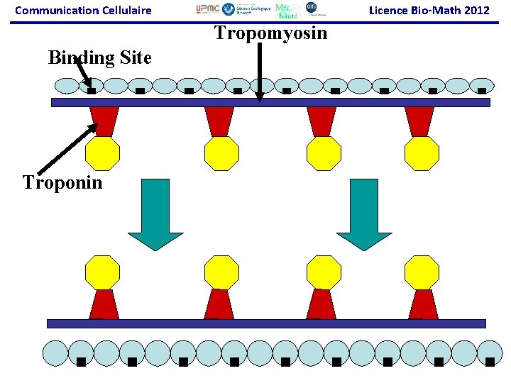 Communication Cellulaire Licence Bio-Math 2012 Tropomyosin Binding Site Troponin 