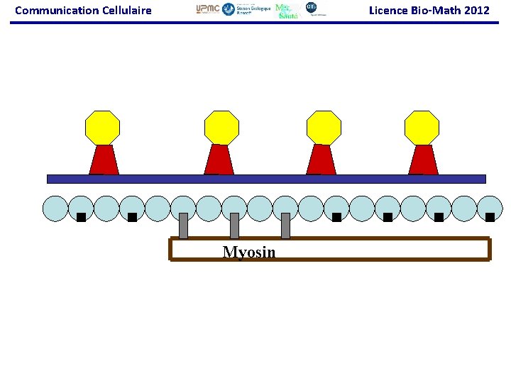 Communication Cellulaire Licence Bio-Math 2012 Myosin 