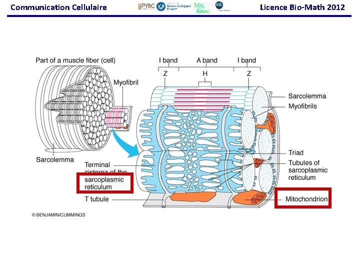 Communication Cellulaire Licence Bio-Math 2012 