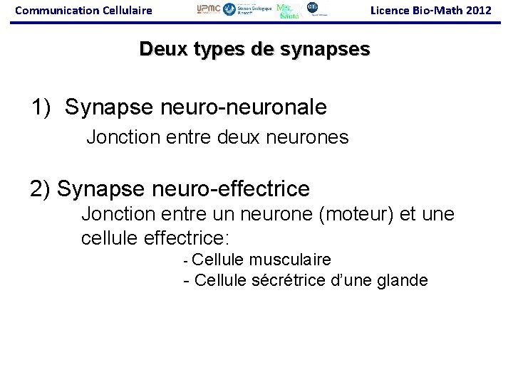 Communication Cellulaire Licence Bio-Math 2012 Deux types de synapses 1) Synapse neuro-neuronale Jonction entre