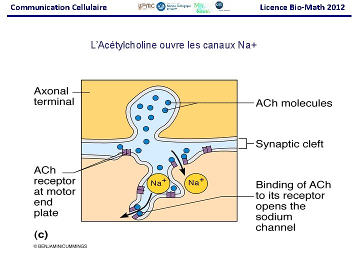 Communication Cellulaire L’Acétylcholine ouvre les canaux Na+ Licence Bio-Math 2012 