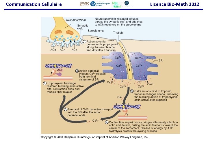 Communication Cellulaire Licence Bio-Math 2012 