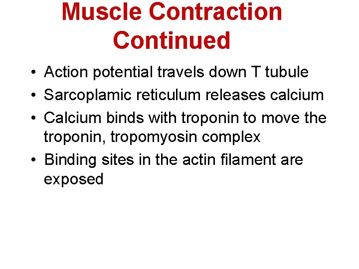 Muscle Contraction Continued • Action potential travels down T tubule • Sarcoplamic reticulum releases