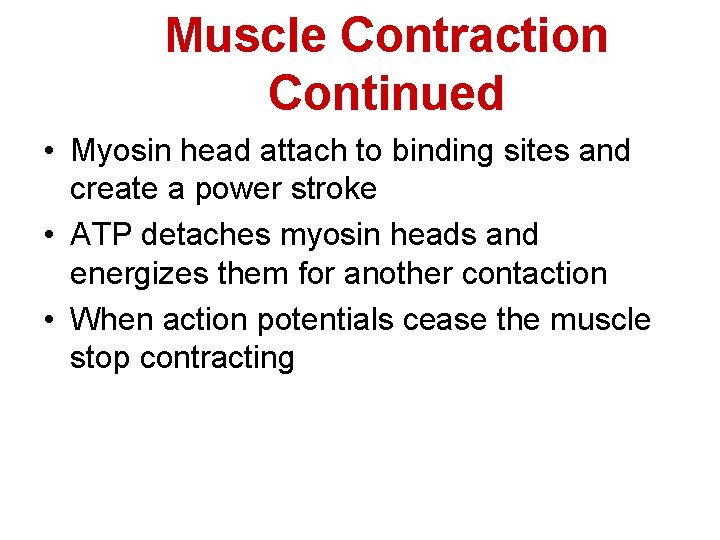 Muscle Contraction Continued • Myosin head attach to binding sites and create a power