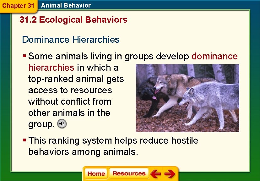 Chapter 31 Animal Behavior 31. 2 Ecological Behaviors Dominance Hierarchies § Some animals living