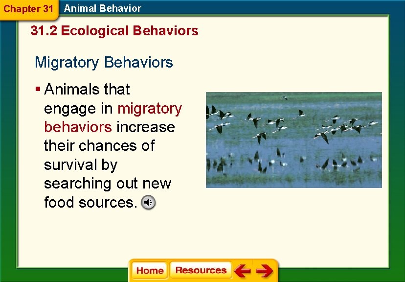 Chapter 31 Animal Behavior 31. 2 Ecological Behaviors Migratory Behaviors § Animals that engage