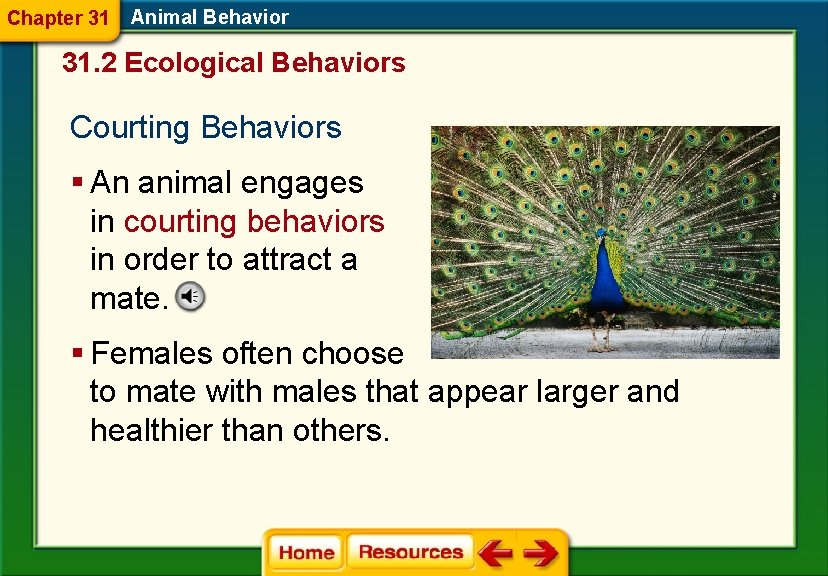 Chapter 31 Animal Behavior 31. 2 Ecological Behaviors Courting Behaviors § An animal engages