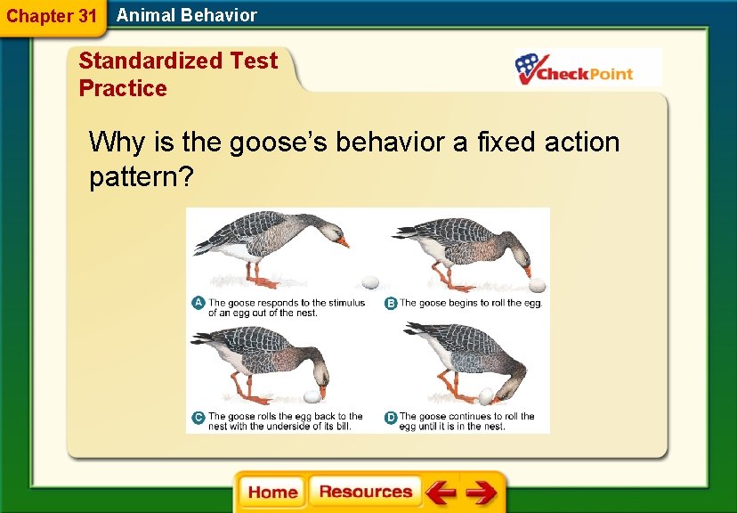 Chapter 31 Animal Behavior Standardized Test Practice Why is the goose’s behavior a fixed