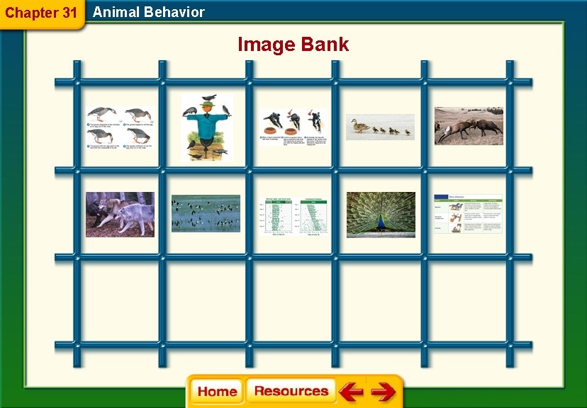 Chapter 31 Animal Behavior Image Bank 