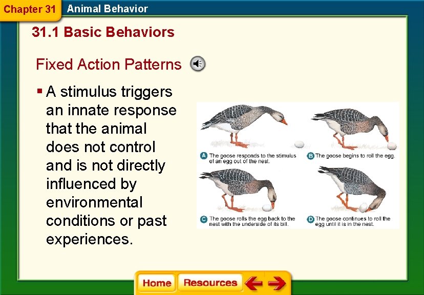 Chapter 31 Animal Behavior 31. 1 Basic Behaviors Fixed Action Patterns § A stimulus