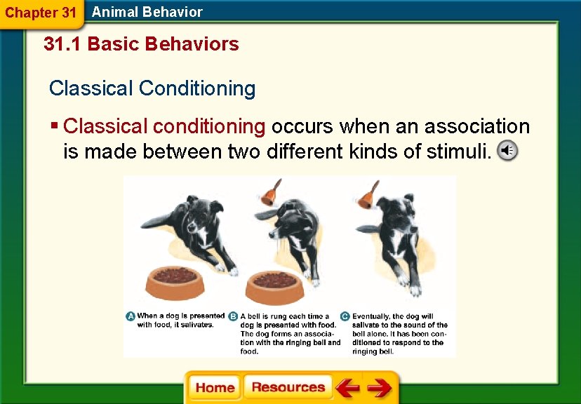 Chapter 31 Animal Behavior 31. 1 Basic Behaviors Classical Conditioning § Classical conditioning occurs