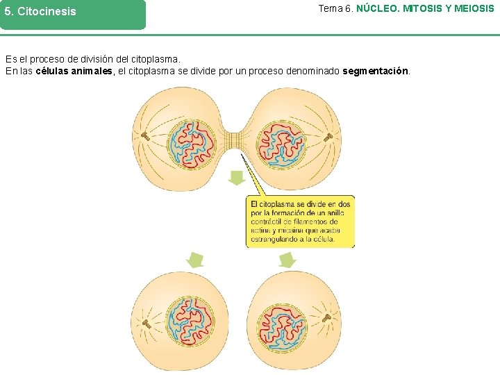 5. Citocinesis Tema 6. NÚCLEO. MITOSIS Y MEIOSIS Es el proceso de división del