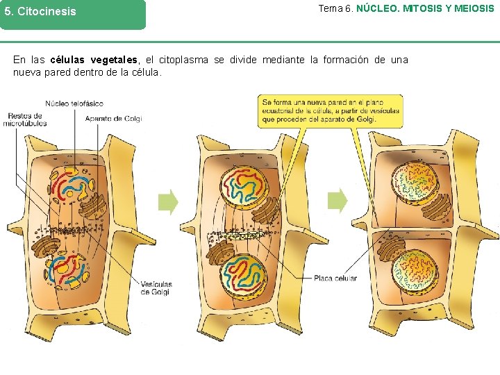 5. Citocinesis Tema 6. NÚCLEO. MITOSIS Y MEIOSIS En las células vegetales, el citoplasma