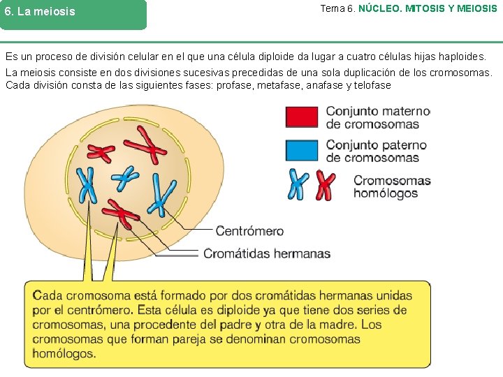 6. La meiosis Tema 6. NÚCLEO. MITOSIS Y MEIOSIS Es un proceso de división