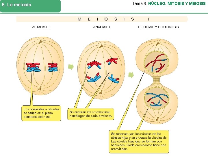 6. La meiosis Tema 6. NÚCLEO. MITOSIS Y MEIOSIS 