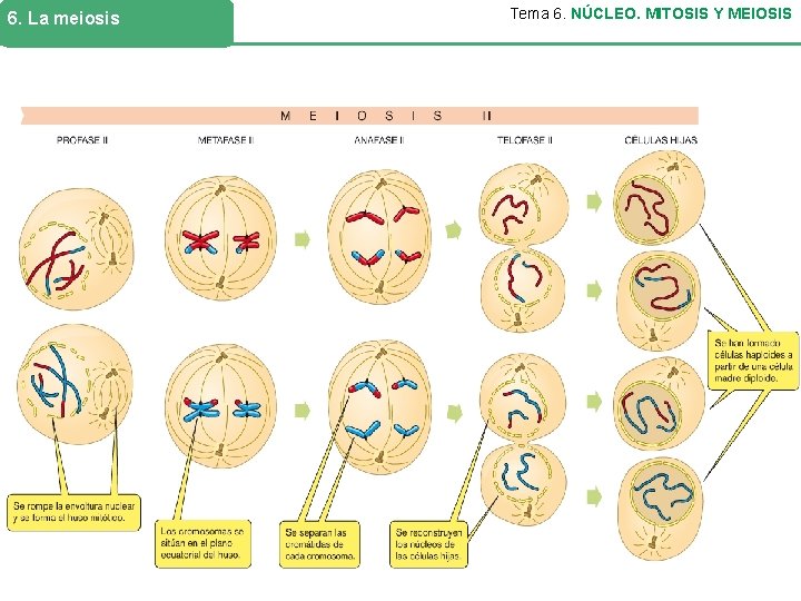 6. La meiosis Tema 6. NÚCLEO. MITOSIS Y MEIOSIS 