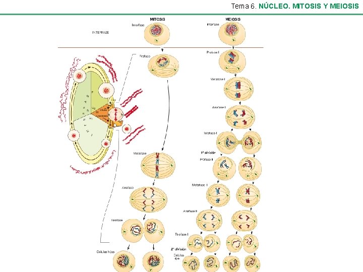 Tema 6. NÚCLEO. MITOSIS Y MEIOSIS 