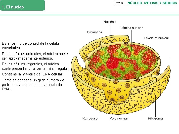 1. El núcleo Es el centro de control de la célula eucariótica. En las