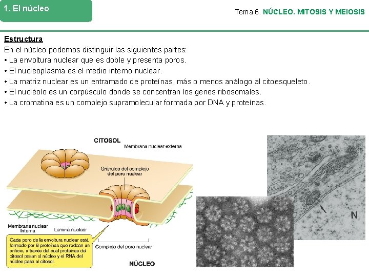 1. El núcleo Tema 6. NÚCLEO. MITOSIS Y MEIOSIS Estructura En el núcleo podemos