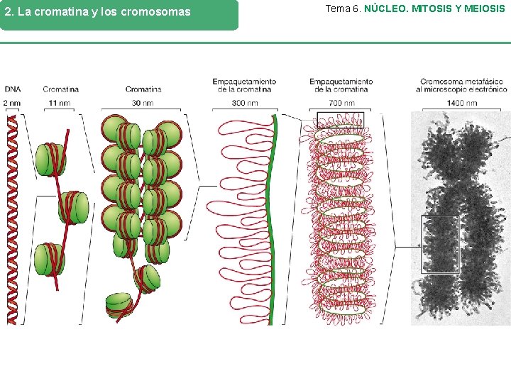 2. La cromatina y los cromosomas Tema 6. NÚCLEO. MITOSIS Y MEIOSIS Durante la
