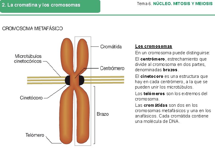 2. La cromatina y los cromosomas Tema 6. NÚCLEO. MITOSIS Y MEIOSIS Los cromosomas