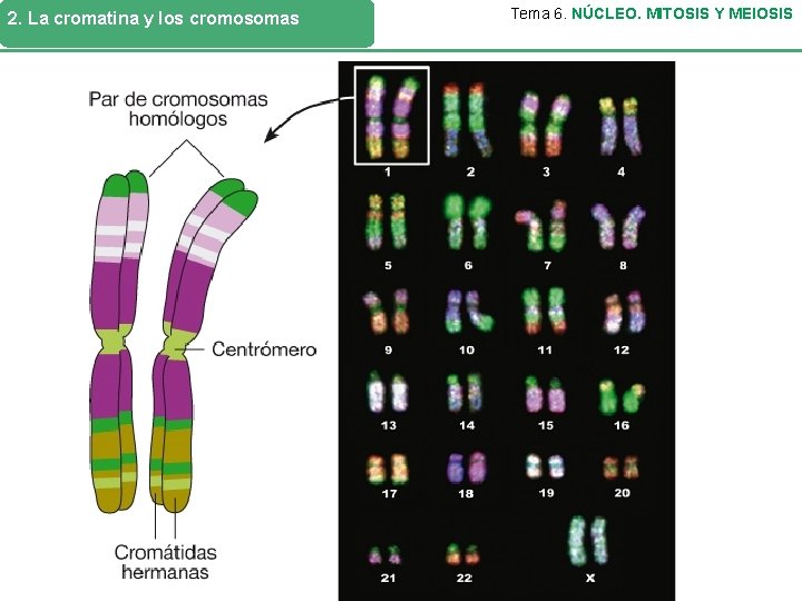 2. La cromatina y los cromosomas Tema 6. NÚCLEO. MITOSIS Y MEIOSIS Tipos de