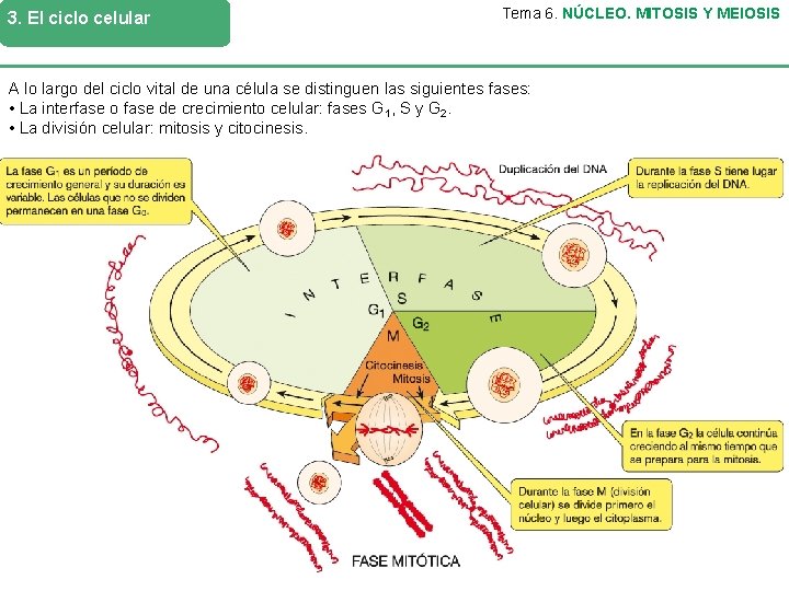 3. El ciclo celular Tema 6. NÚCLEO. MITOSIS Y MEIOSIS A lo largo del