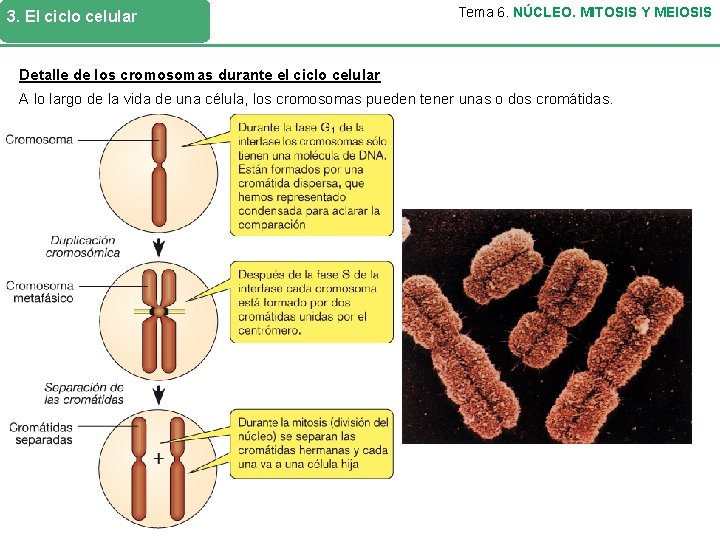 3. El ciclo celular Tema 6. NÚCLEO. MITOSIS Y MEIOSIS Detalle de los cromosomas