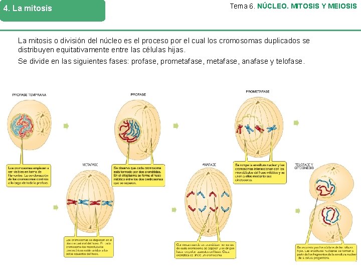 4. La mitosis Tema 6. NÚCLEO. MITOSIS Y MEIOSIS La mitosis o división del
