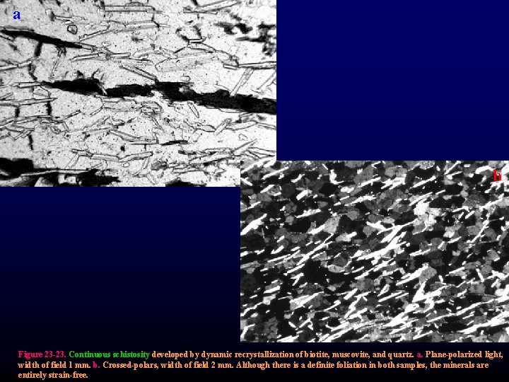 a b Figure 23 -23. Continuous schistosity developed by dynamic recrystallization of biotite, muscovite,