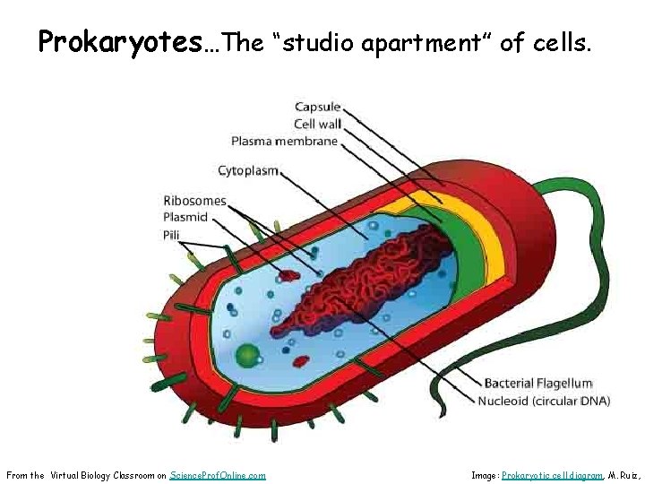 Prokaryotes…The “studio apartment” of cells. From the Virtual Biology Classroom on Science. Prof. Online.