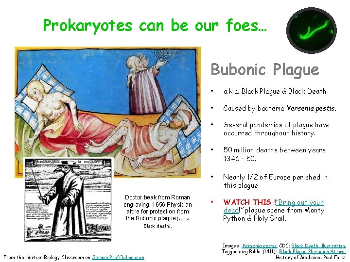 Prokaryotes can be our foes… Bubonic Plague Doctor beak from Roman engraving, 1656 Physician